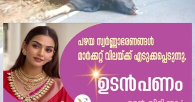 ശബരിമല തീർത്ഥാടക വാഹനം ഇടിച്ച് കാട്ടുപോത്ത് ചത്തു