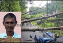 മരം വീണു തൊഴിലാളി മരിച്ചു